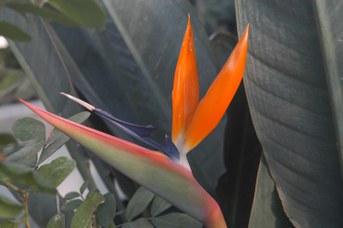 Strelitzia reginae Banks