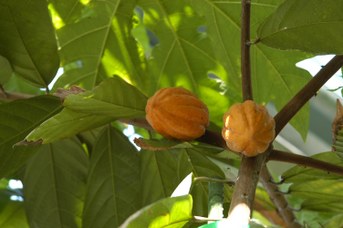 Theobroma cacao L. - Cacao