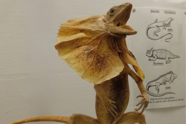 LABORATORI DIDATTICI PER BAMBINI - MARZO 2026