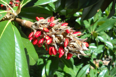 Alberi 2020! - Incontri per riconoscere gli alberi