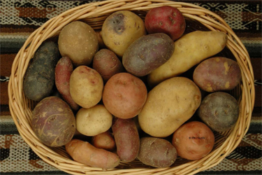 Cesto di patate