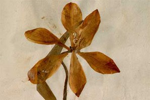 Dettaglio di una pagina dell'Erbario di Ulisse Aldrovandi