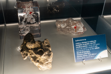 PALEOTAC. UNO SGUARDO ATTRAVERSO I FOSSILI - CONFERENZA