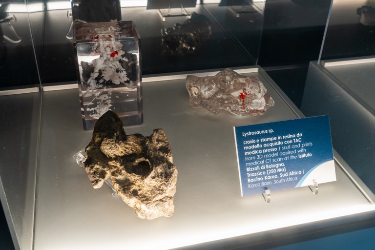 Fotografia di una vetrina della mostra Paleotac Fotografia di una vetrina della mostra Paleotac