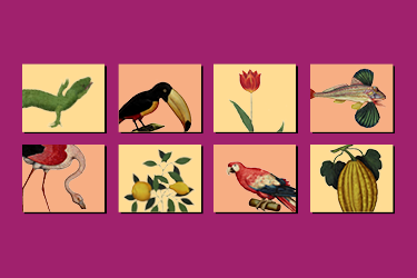 Grafica Il "codice" Aldrovandi