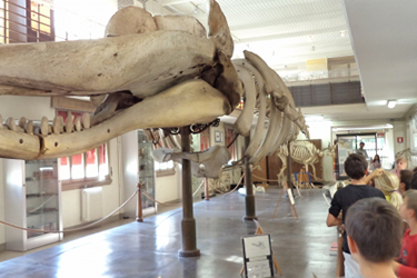 I segreti del preparatore anatomico