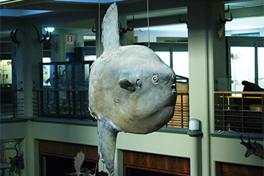 Il fotografo naturalista