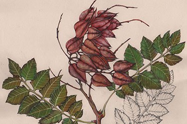 Koelreuteri - Alberi!