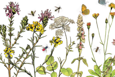 L'ORTO BOTANICO PER FESTIVAL DELLA CULTURA TECNICA 2025