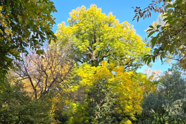 ORTO BOTANICO PER GIORNATA NAZIONALE DEGLI ALBERI 2025 - EVENTO