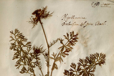 Dagli studi di Aldrovandi alle ricerche attuali: 500 anni di Botanica a Bologna