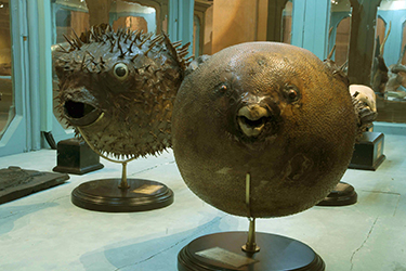 Pesci palla della collezione di Ulisse Aldrovandi