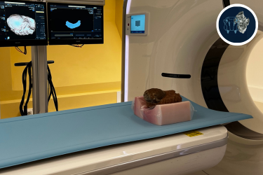 Il paziente di roccia - Conferenza