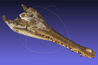 Ricostruzione 3D di reperto fossile