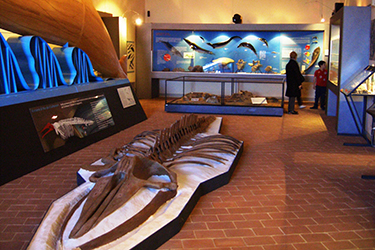 Sala cetacei del Museo Geologico G. Cortesi a Castell'Arquato