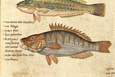 Spigolature bibliografiche aldrovandiane