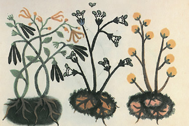 Le Orchidaceae nell’antica Mesoamerica: uno sguardo storico-culturale