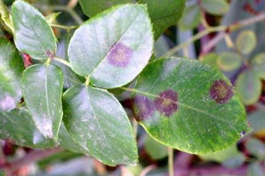 Ticchiolatura foglie