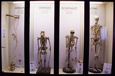 Vetrina con scheletri - Collezione di Antropologia
