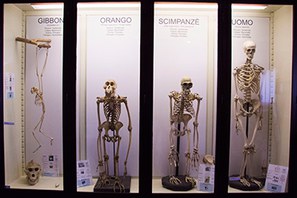 Vetrina con scheletri - Collezione di Antropologia