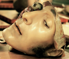 Collezione delle Cere Anatomiche "Luigi Cattaneo"