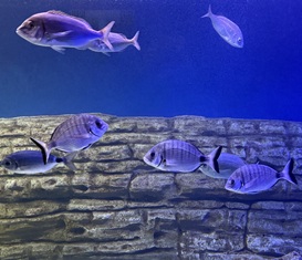 Collezione Fano Marine Center