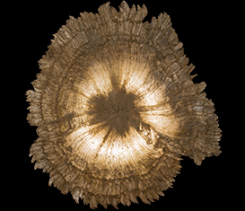 Collezione di Mineralogia "Museo Luigi Bombicci"