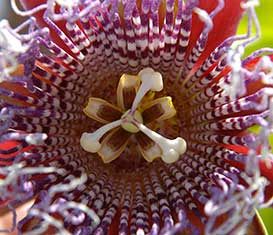 Orto Botanico ed Erbario