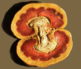 Collezione di Anatomia Patologica e Teratologia Veterinaria "Alessandrini - Ercolani"