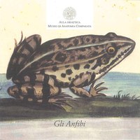 Gli anfibi Gli anfibi