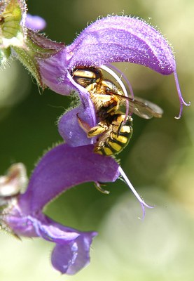 Anthidium che impollina la salvia