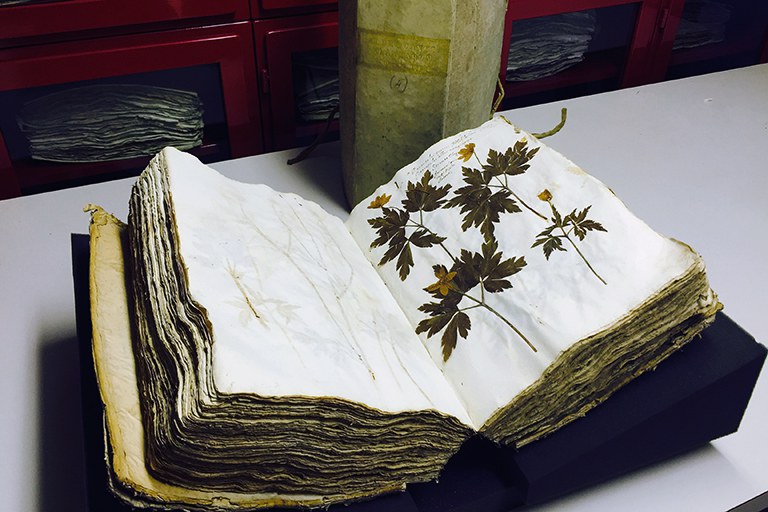 Volume dell'Erbario cinquecentesco di Ulisse Aldrovandi Volume dell'Erbario cinquecentesco di Ulisse Aldrovandi