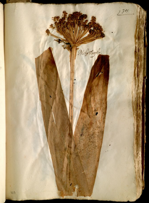 Pagina dell'Erbario di Ulisse Aldrovandi con la pianta Allium Nigro
