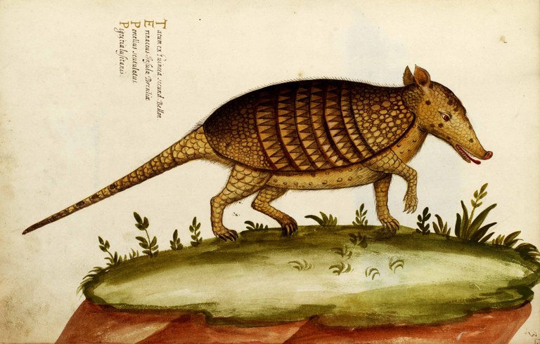 Tavola acquerellata Aldrovandi