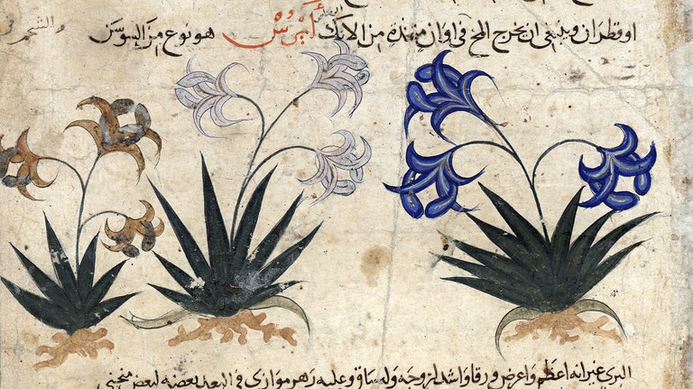 Manoscritto mostra Il Primo Profumo - BUB, Ms. 2954 BUB, Ms. 2954 © Alma Mater Studiorum - Università di Bologna, Biblioteca Universitaria di Bologna