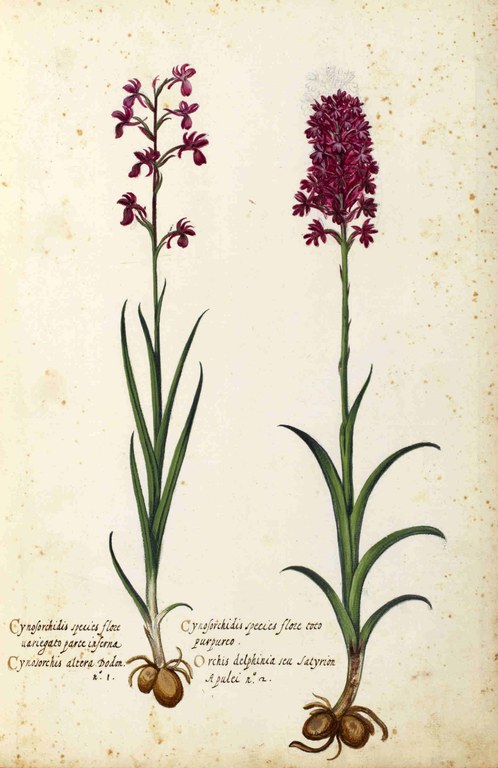 Illustrazione di orchidee di Ulisse Aldrovandi