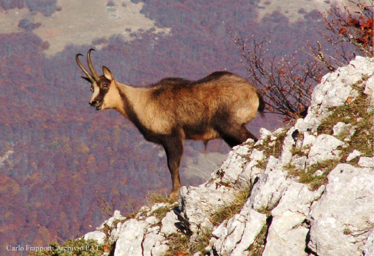 Illustrazione di un camoscio
