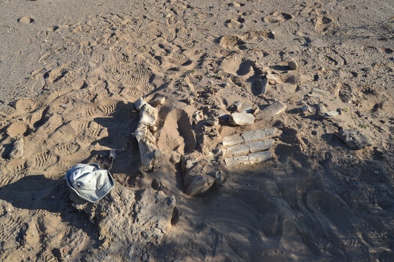 Fossili di dinosauro in Mongolia