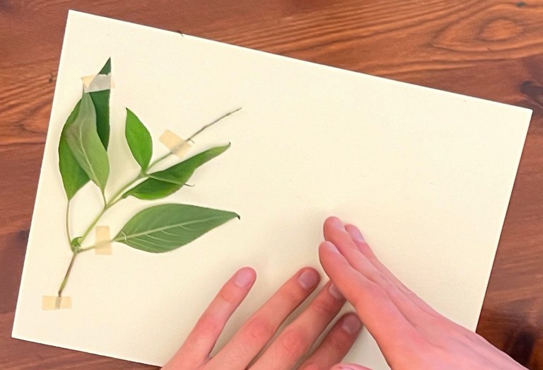 Piantina su foglio di carta con mani che la toccano Piantina su foglio di carta con mani che la toccano