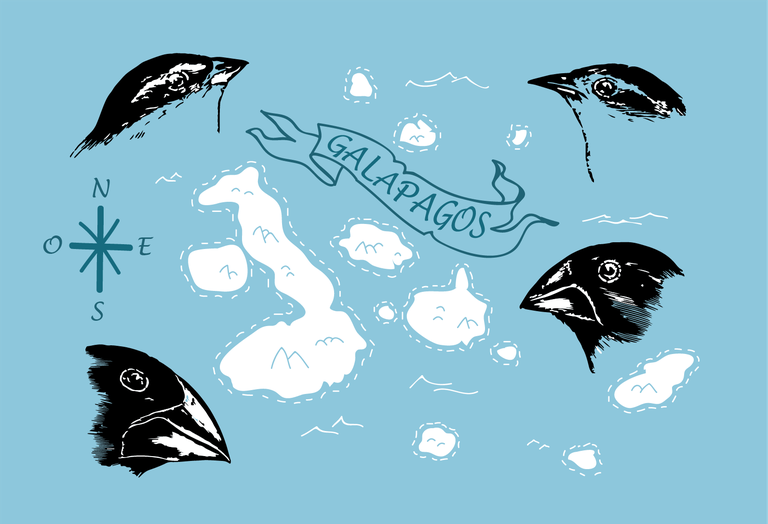 Illustrazione arcipelago Galapagos con fringuelli