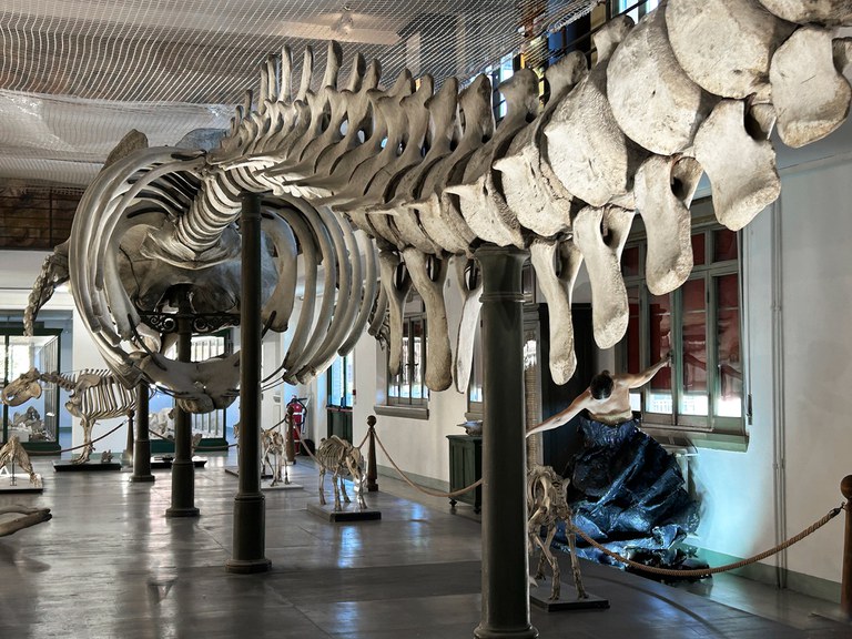 Attrice che danza sotto lo scheletro di capodoglio della Collezione di Anatomia Comparata - HAIKU Lenz Fondazione