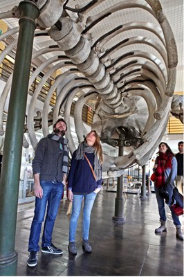 Sala collezione di anatomia comparata