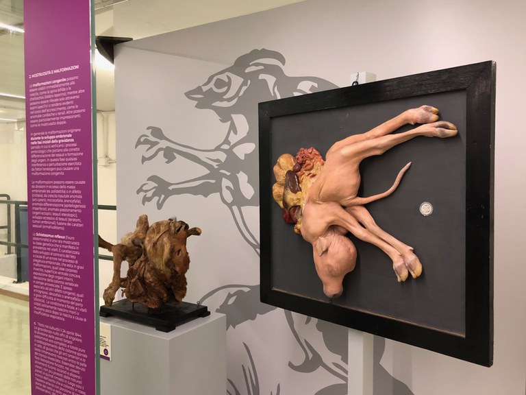 Vetrina espositiva con un preparato teratologico e una tavola in cera rappresentante un vitello con malformazione congenita