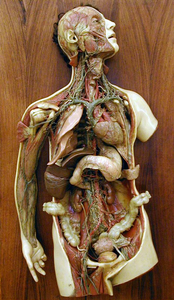 Cera anatomica