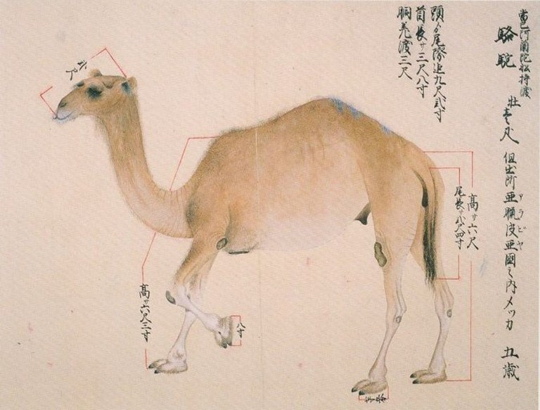 Illustrazione seicentesca giapponese di un dromedario Illustrazione seicentesca giapponese di un dromedario