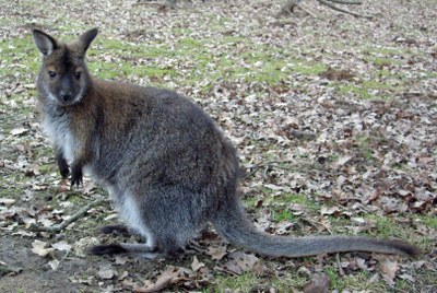 Wallaby di Bennet