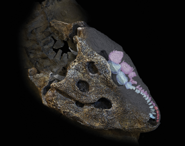 Fossile di coccodrillo sottoposto a TAC