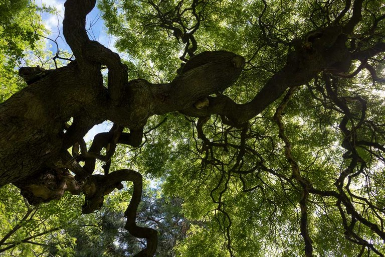 Sophora Japonica