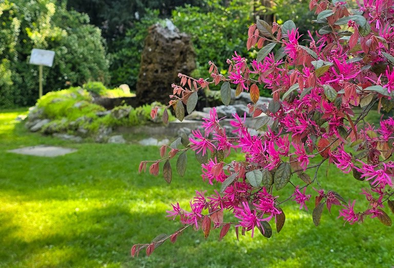 Prato verde dell'Orto Botanico con pianta dai fiori fucsia in primo piano Prato verde dell'Orto Botanico con pianta dai fiori fucsia in primo piano