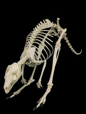 Scheletro di Wallaby